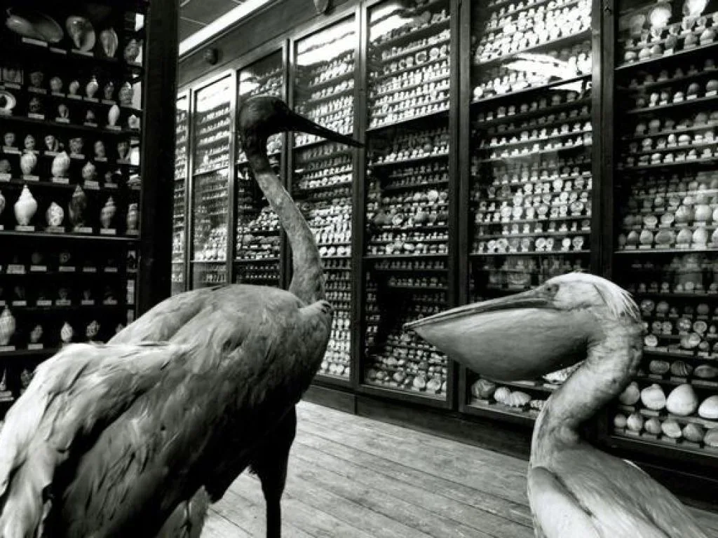 musee-henri-dupuis Musée Sandelin Saint-Omer